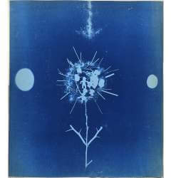 blue cyanotype with natural and circular forms